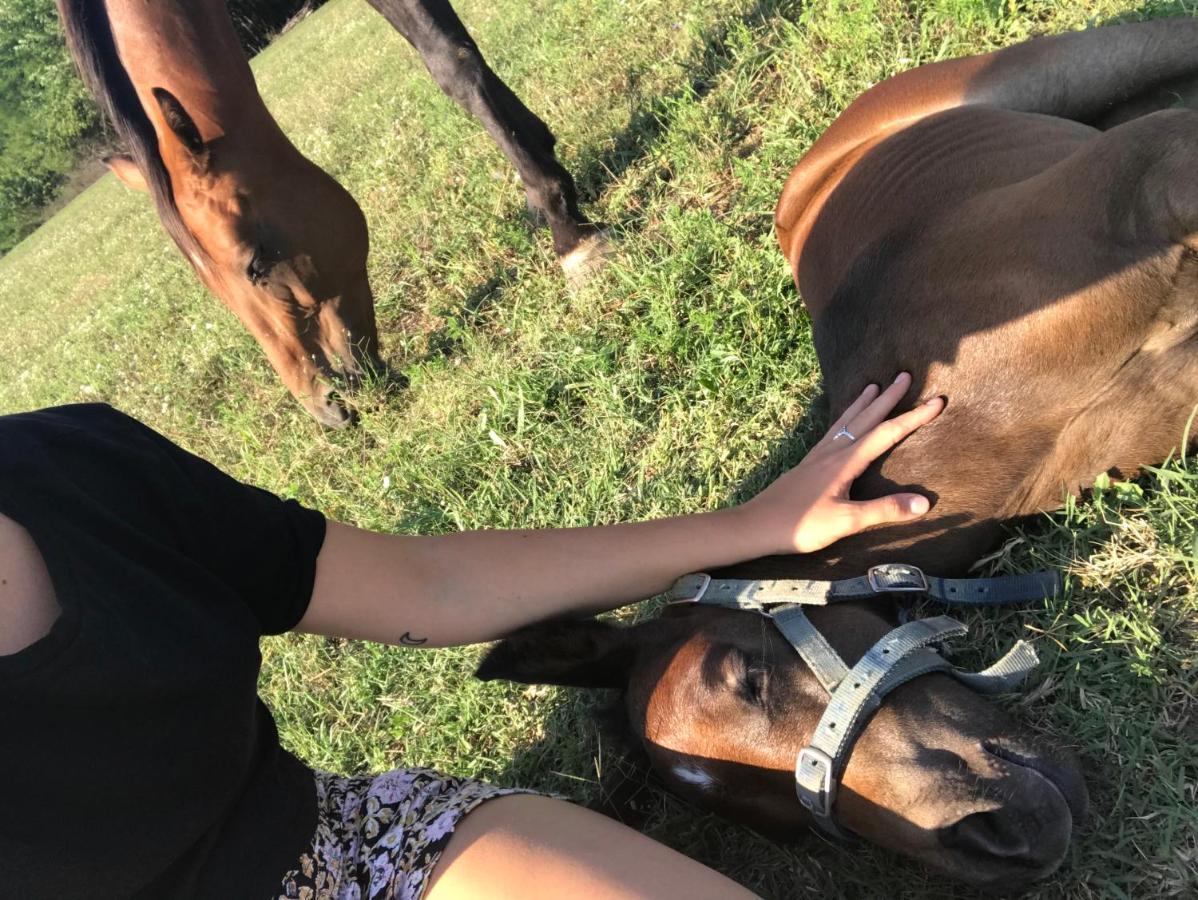 שיופוק Dharma Horse Shelter Bungalows & Farmping מראה חיצוני תמונה